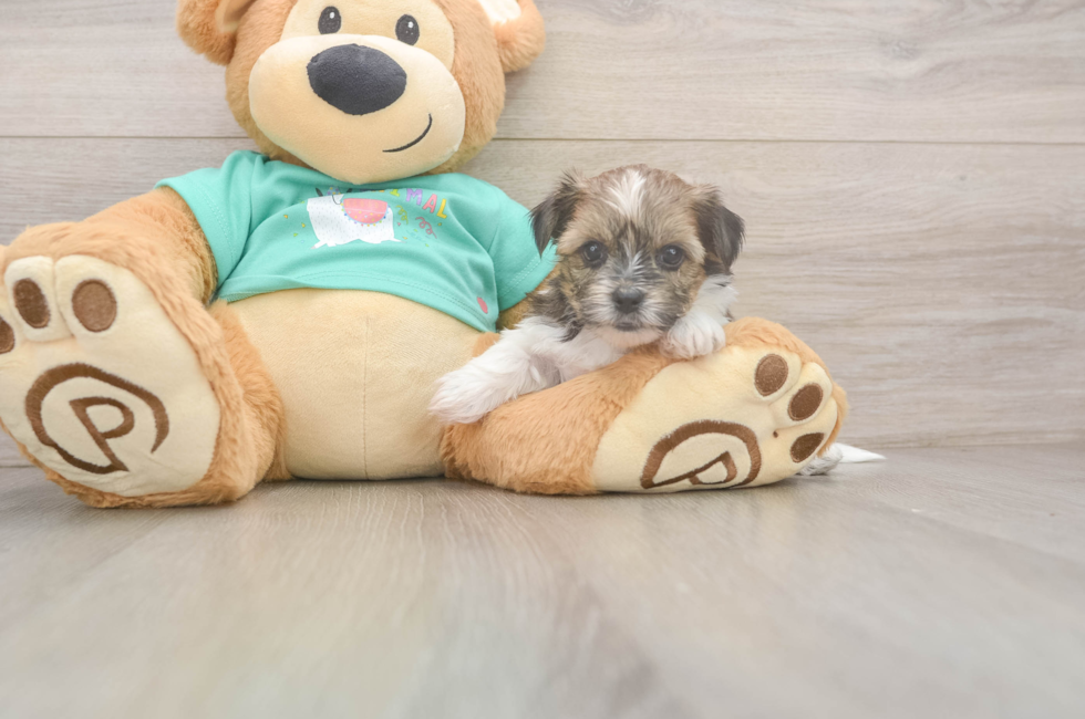 5 week old Shorkie Puppy For Sale - Premier Pups