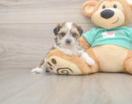 5 week old Shorkie Puppy For Sale - Premier Pups