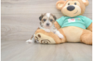 Best Shorkie Baby