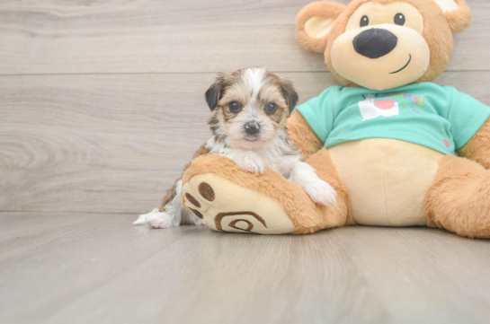Best Shorkie Baby