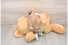 Best Shorkie Baby