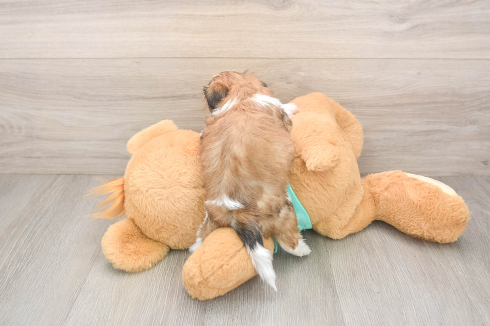 Best Shorkie Baby