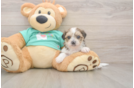 Shorkie Puppy for Adoption