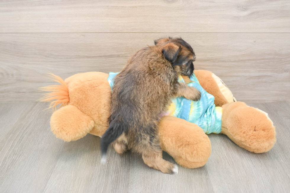 Shorkie Puppy for Adoption