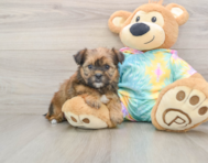 5 week old Shorkie Puppy For Sale - Premier Pups