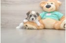 Shorkie Puppy for Adoption