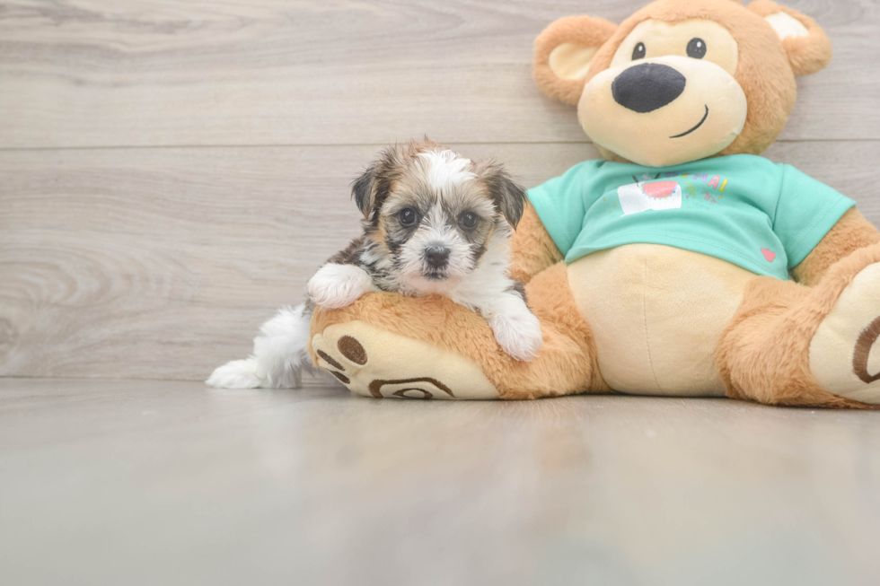 Shorkie Puppy for Adoption