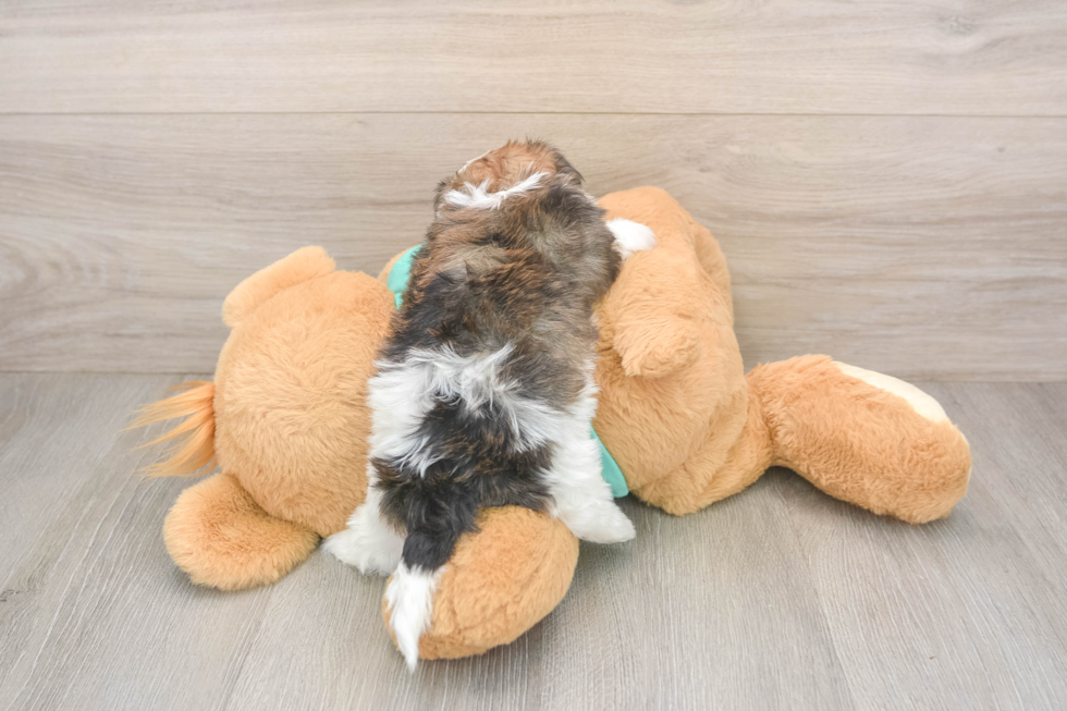 Shorkie Pup Being Cute