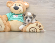 5 week old Shorkie Puppy For Sale - Premier Pups
