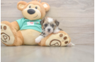 Shorkie Puppy for Adoption