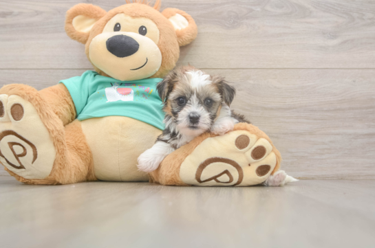 Shorkie Puppy for Adoption