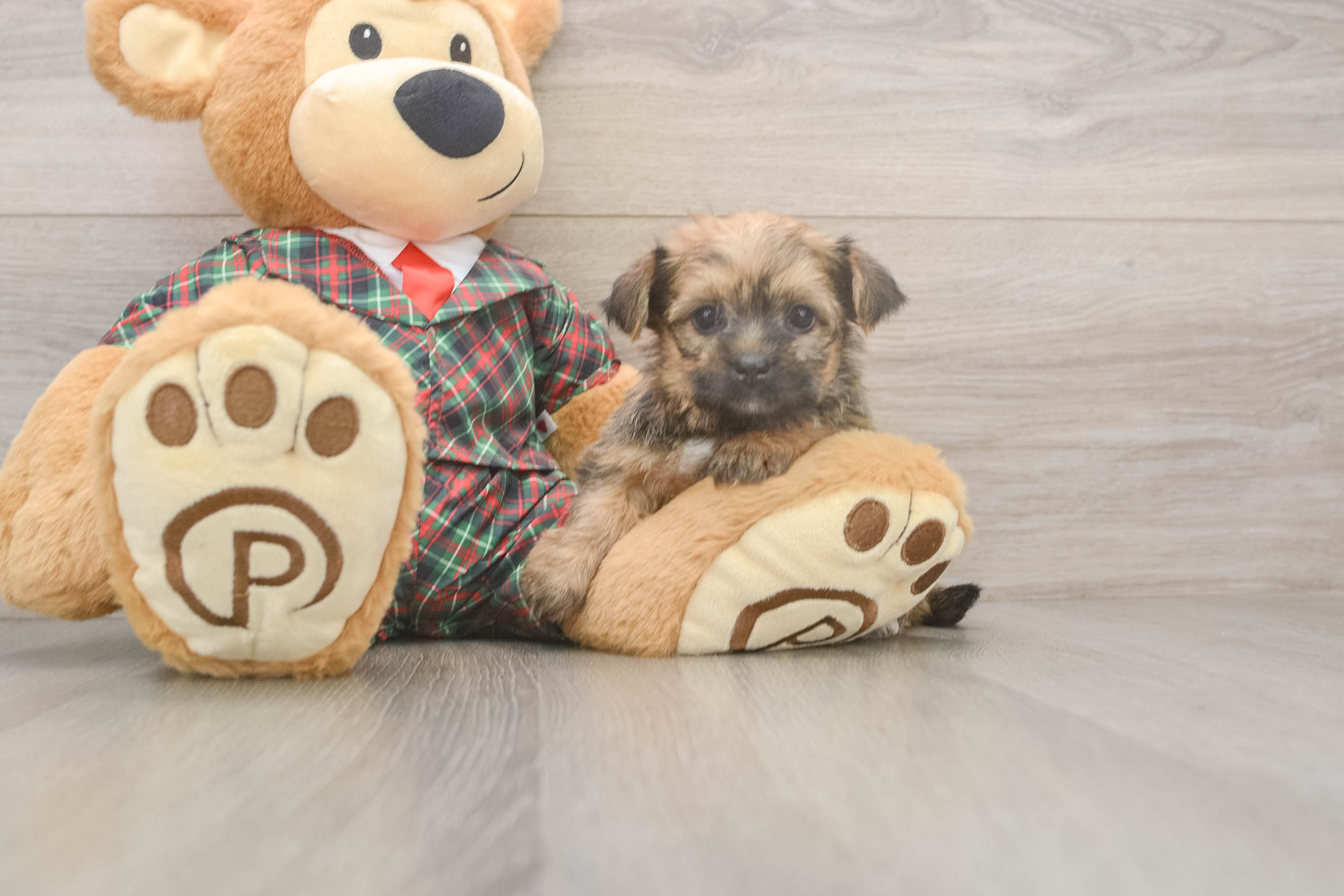 Cute Shorkie Baby