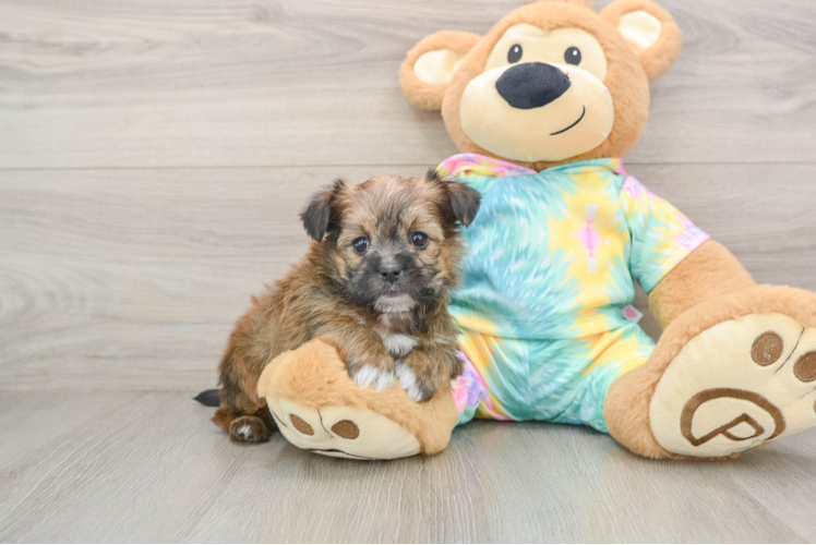 Petite Shorkie Designer Pup
