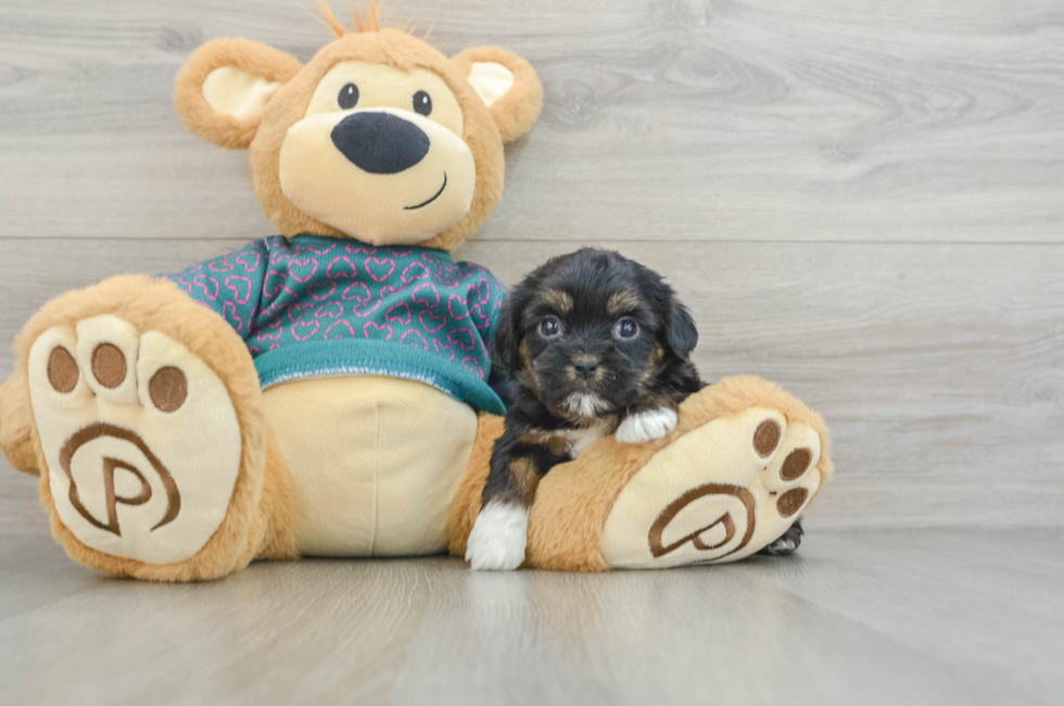 6 week old Shorkie Puppy For Sale - Premier Pups