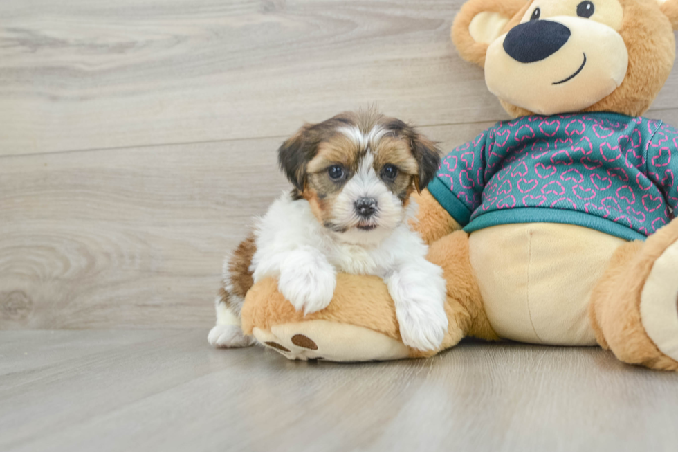 Adorable Shorkie Tzu Designer Puppy