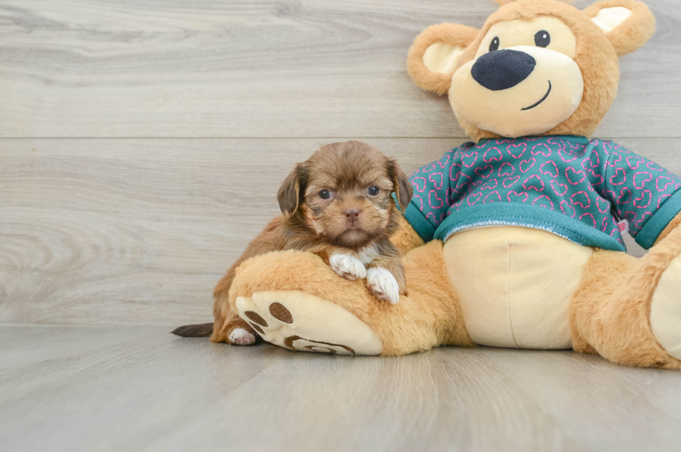 6 week old Shorkie Puppy For Sale - Premier Pups