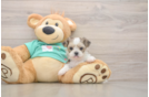 Sweet Shorkie Baby