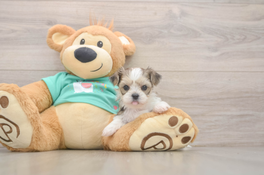 Sweet Shorkie Baby