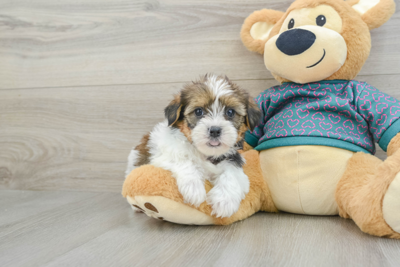 Meet Clark - our Shorkie Puppy Photo 1/3 - Premier Pups