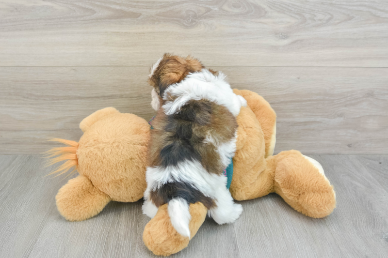 Meet Clark - our Shorkie Puppy Photo 2/3 - Premier Pups