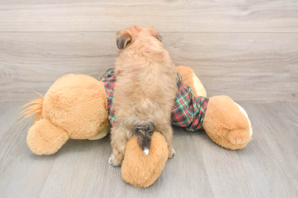 Energetic Shorkie Tzu Designer Puppy