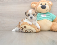 5 week old Shorkie Puppy For Sale - Premier Pups