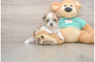 Adorable Shorkie Tzu Designer Puppy