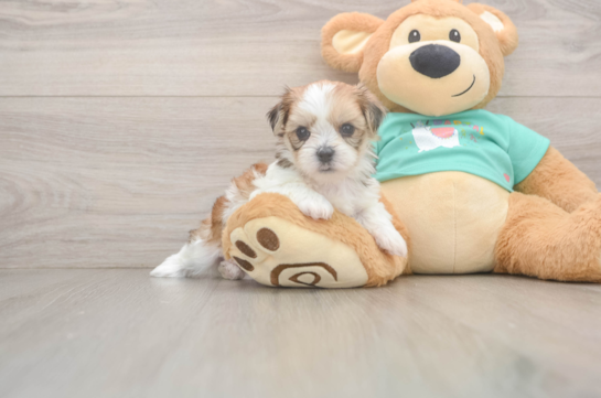 Adorable Shorkie Tzu Designer Puppy