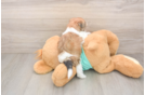 Best Shorkie Baby