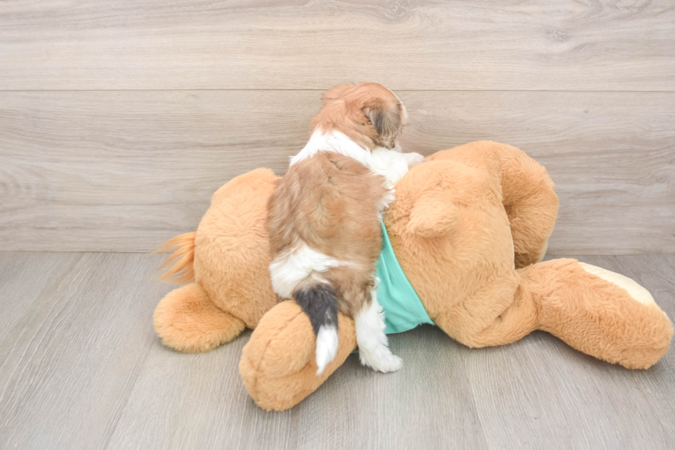 Best Shorkie Baby