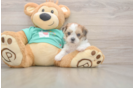 Shorkie Puppy for Adoption