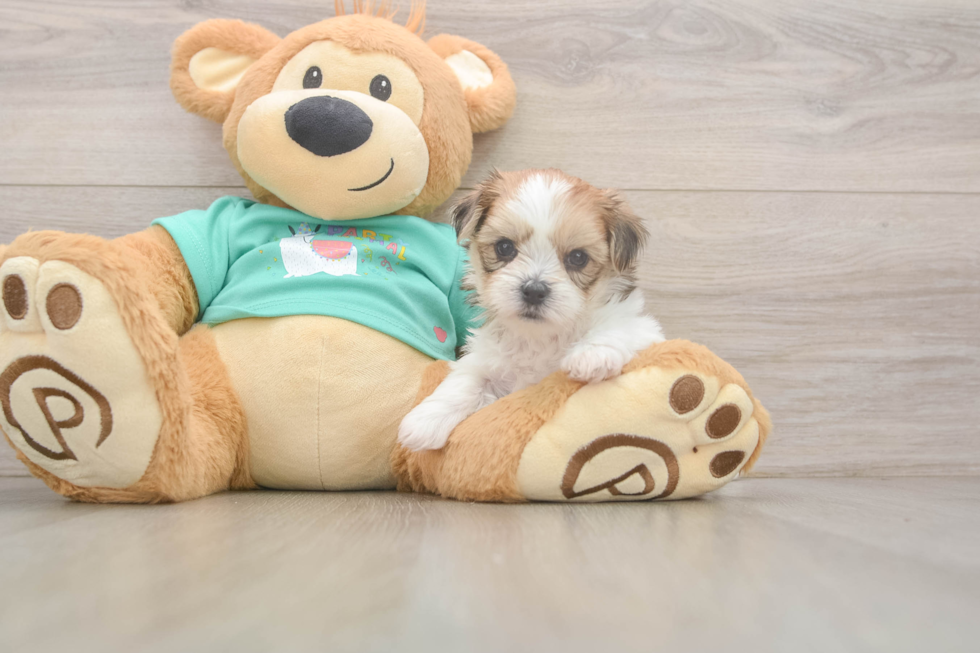 Shorkie Puppy for Adoption