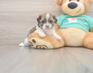 5 week old Shorkie Puppy For Sale - Premier Pups