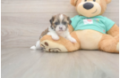 Best Shorkie Baby
