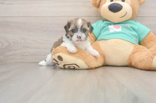 Best Shorkie Baby