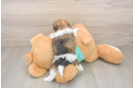 Small Shorkie Baby