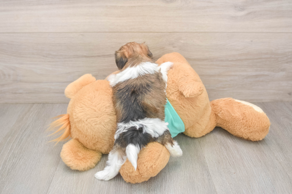 Small Shorkie Baby