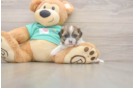 Shorkie Pup Being Cute