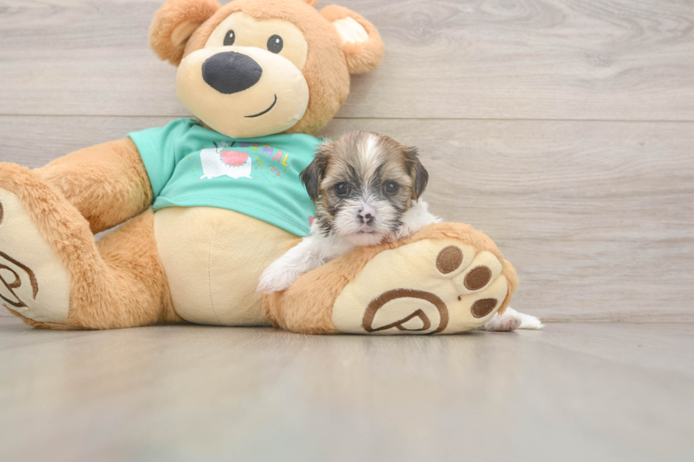 Shorkie Pup Being Cute