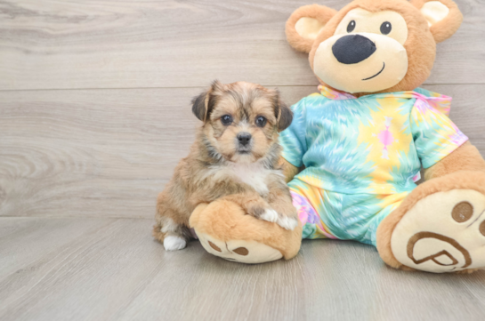 Adorable Shorkie Tzu Designer Puppy