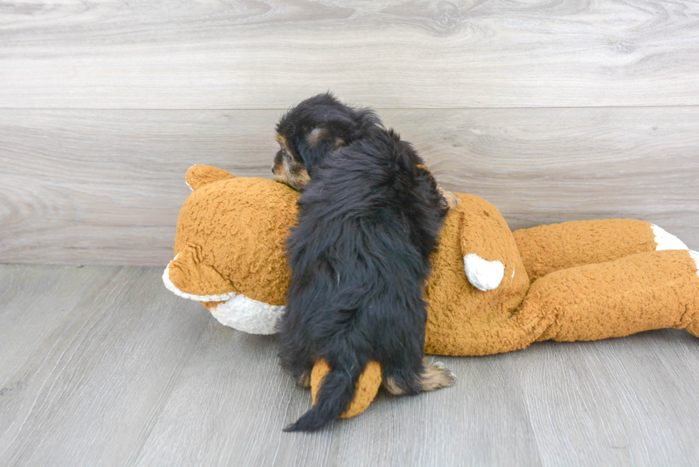 Energetic Shorkie Designer Puppy