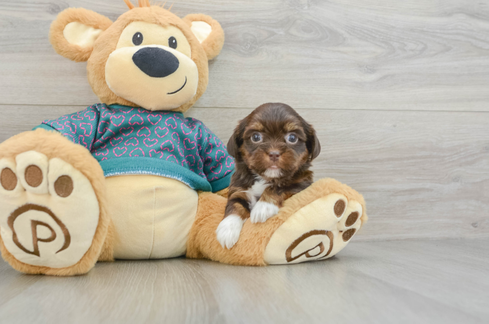 6 week old Shorkie Puppy For Sale - Premier Pups