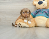 5 week old Shorkie Puppy For Sale - Premier Pups