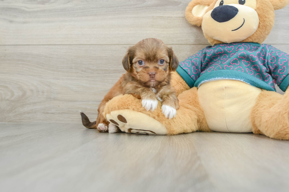 6 week old Shorkie Puppy For Sale - Premier Pups