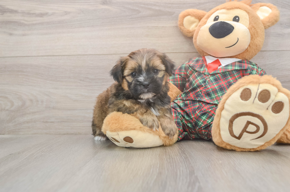5 week old Shorkie Puppy For Sale - Premier Pups