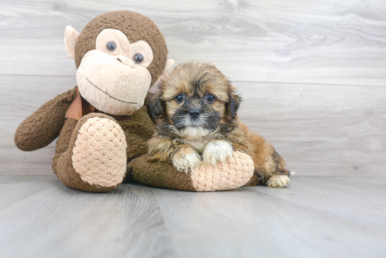 Fluffy Shorkie Designer Pup