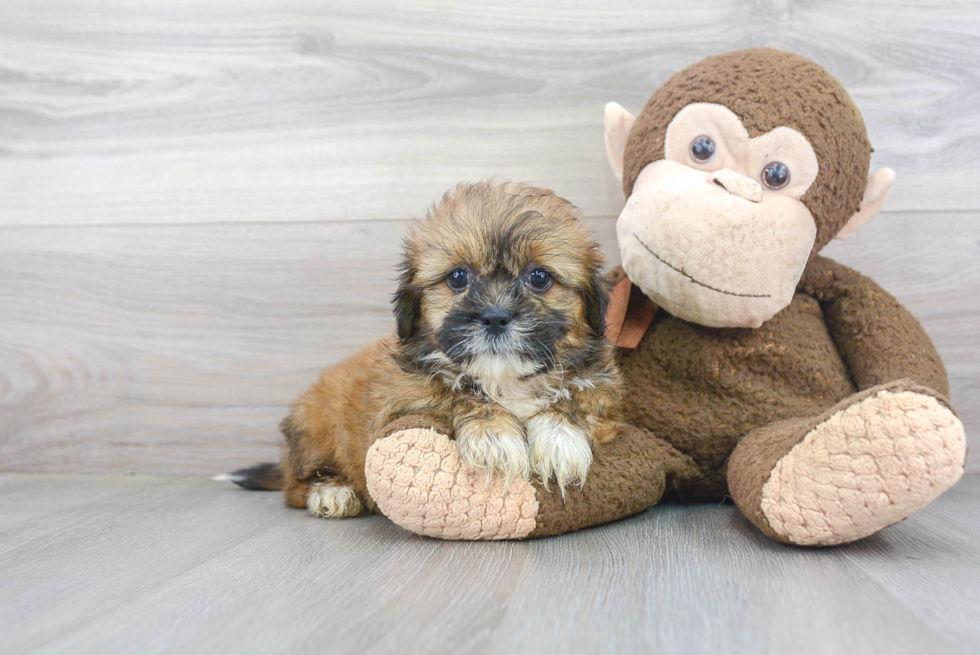 Popular Shorkie Designer Pup