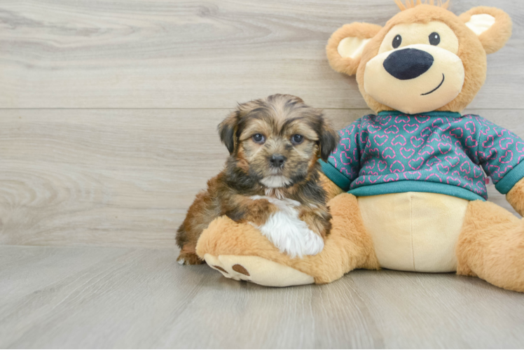 Energetic Shorkie Tzu Designer Puppy