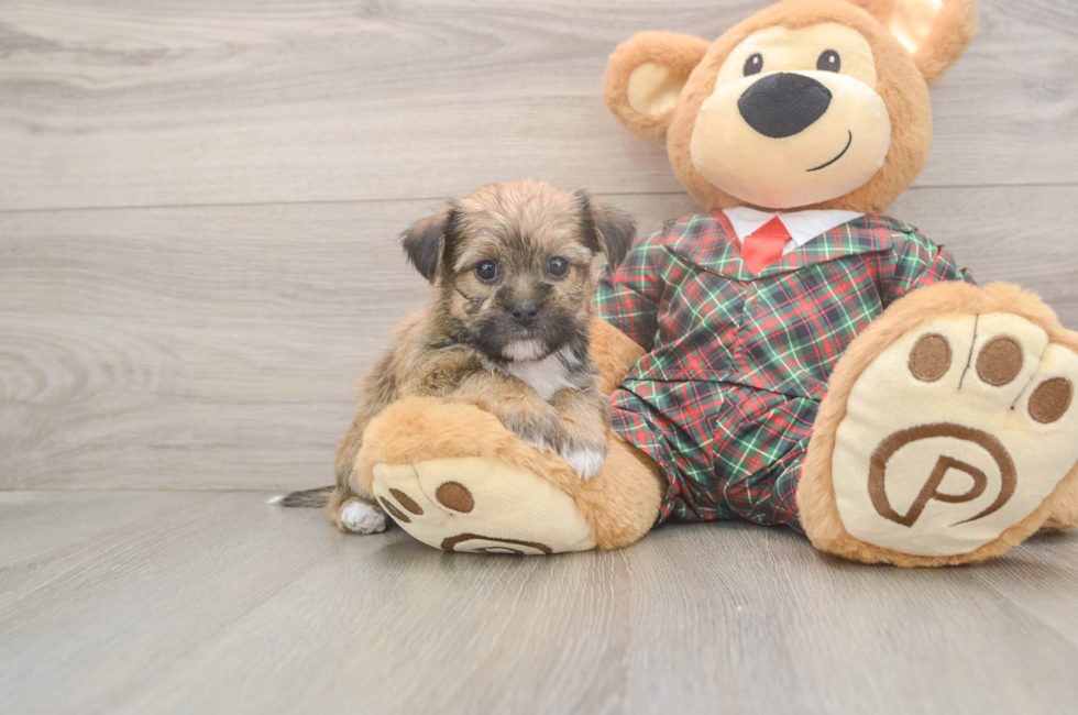 5 week old Shorkie Puppy For Sale - Premier Pups