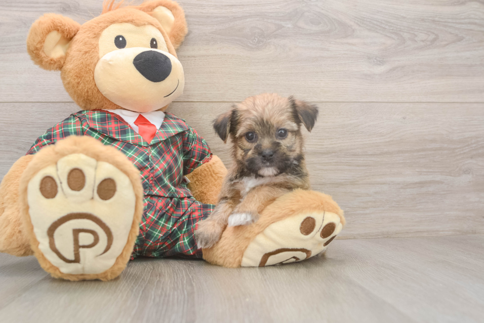 Best Shorkie Baby